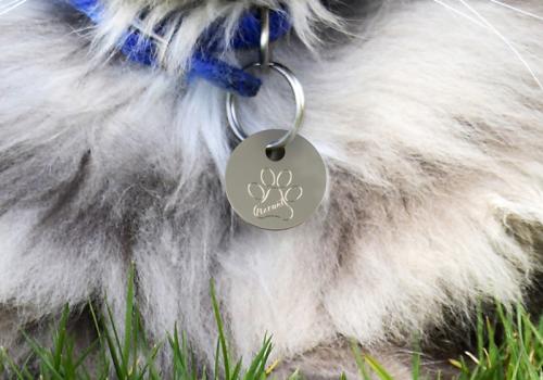 Pet tag for cat