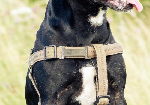 Personalized dog tags